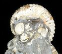 Beautiful, Hoploscaphites Ammonite- South Dakota #46877-1